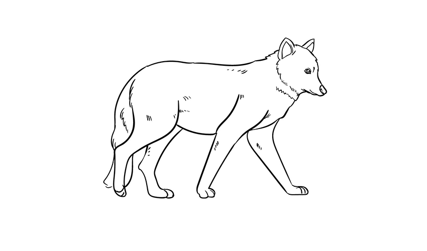 How to draw a Wolf