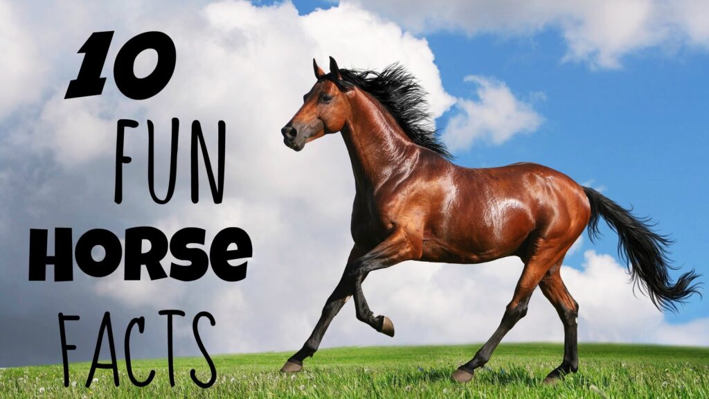 Fun-Facts-About-Horses