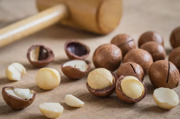 Macadamia nuts: what are their health benefits?
