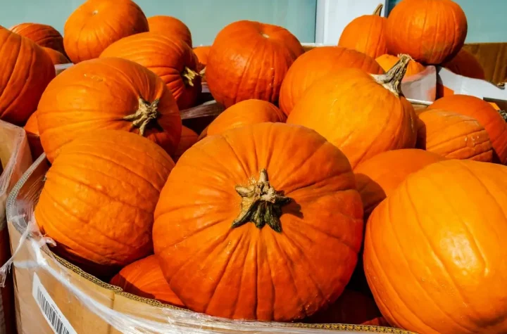 health Benefits and Nutrition Facts about Pumpkins
