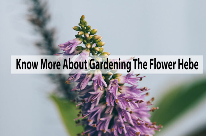 Know More About Gardening The Flower Hebe