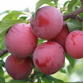 Prunus contains beneficial phytochemicals for health.