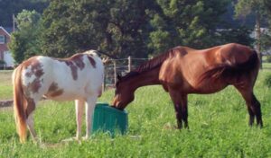 goat creep feeders