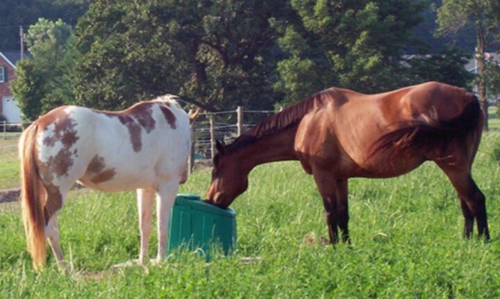 goat creep feeders