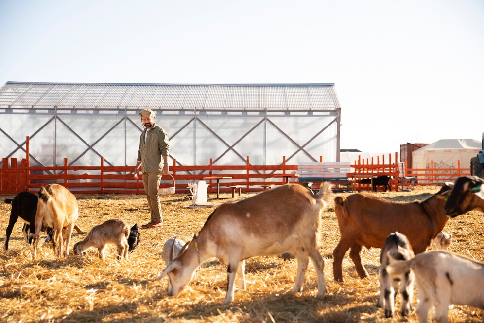 cattle creep feeders