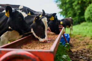 calf creep feeders