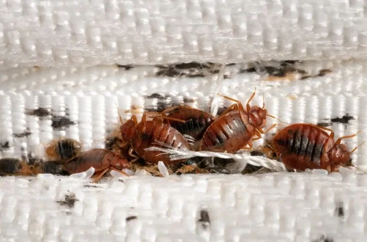 bed bug fumigation Springfield MO