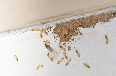 bed bugs removal service Springfield MO
